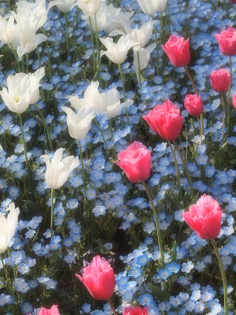 010_明石海峡公園