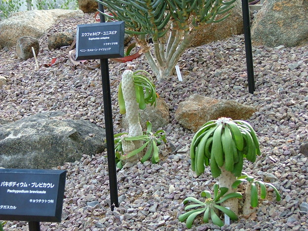 つくば植物園12 写真共有サイト フォト蔵