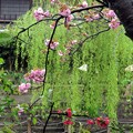 2015京都