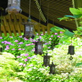 2016年　鎌倉の紫陽花