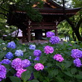 2016年　妙楽寺の紫陽花