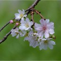’21.09.24　十月桜と秋桜