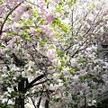 Photos: P1110991八重桜c?