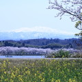 木場潟から白山　　桜並木と菜の花
